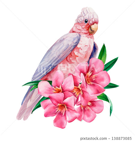 rose breasted cockatoo watercolor clipart with pink oleander flowers isolated on light background for tropical design rose breasted cockatoo watercolor clipart with pink oleander flowers isolated on light background for tropical design 138873085