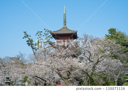 The five-story pagoda of Hokkeji Temple and cherry blossoms in full bloom, Chiba Prefecture 138873116