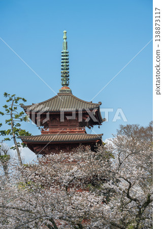 The five-story pagoda of Hokkeji Temple and cherry blossoms in full bloom, Chiba Prefecture 138873117