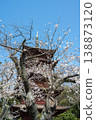 The five-story pagoda of Hokkeji Temple and cherry blossoms in full bloom, Chiba Prefecture 138873120