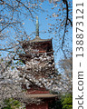 The five-story pagoda of Hokkeji Temple and cherry blossoms in full bloom, Chiba Prefecture 138873121