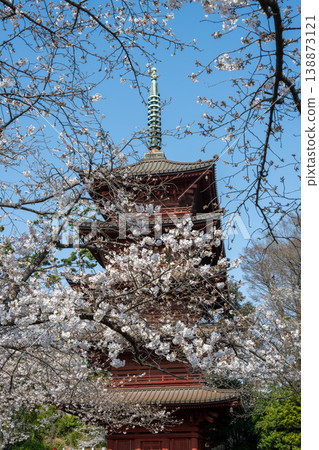 The five-story pagoda of Hokkeji Temple and cherry blossoms in full bloom, Chiba Prefecture 138873121