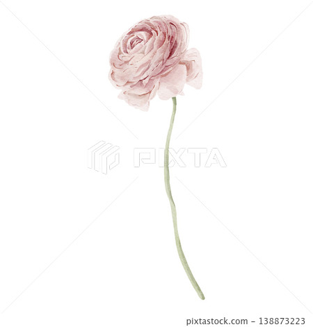 Single hand painted watercolor dusty pink ranunculus buttercup flower on curved stem isolated on white background, bridal clipart. Floral Illustration for design, print, fabric, background. Single hand painted watercolor dusty pink ranunculus buttercup flower on curved stem isolated on white background, bridal clipart. Floral Illustration for design, print, fabric, background. 138873223