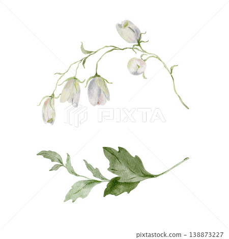 Set of 2 hand painted watercolor white wildflowers with drooping bell buds and green lobed leaf branch isolated on white background. Floral Illustration for design, print, fabric, background. Set of 2 hand painted watercolor white wildflowers with drooping bell buds and green lobed leaf branch isolated on white background. Floral Illustration for design, print, fabric, background. 138873227