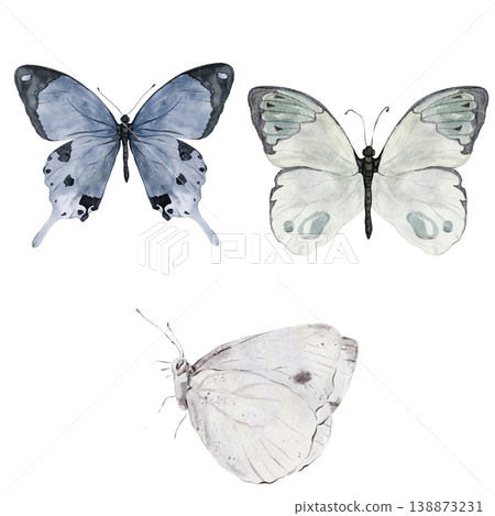 Set of 3 hand painted watercolor blue and white butterflies isolated on white background, insect clipart botanical illustration. 138873231