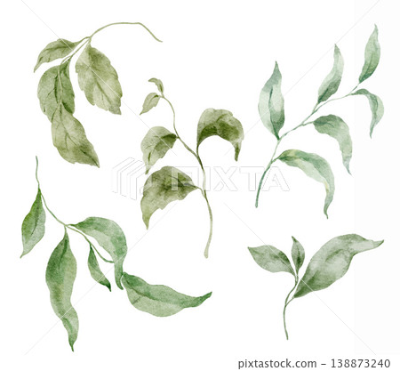 Set of 5 hand painted watercolor green botanical branches with garden and wildflower leaves isolated on white background. Floral Illustration for design, print, fabric, background. Set of 5 hand painted watercolor green botanical branches with garden and wildflower leaves isolated on white background. Floral Illustration for design, print, fabric, background. 138873240