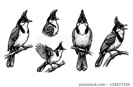 Set of 5 detailed black and white Red-whiskered Bulbul bird vector illustrations. Vintage engraved style showing various perched and flying poses. 138873386
