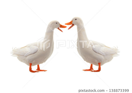 two ducks isolated on white background 138873399