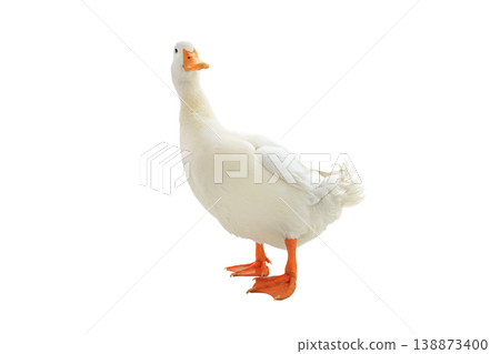 white duck isolated on a white background. 138873400