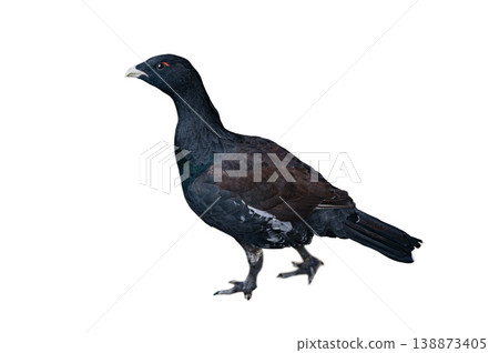 Wood grouse isolated on white background 138873405