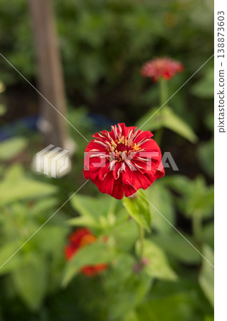 Vibrant red zinnia bloom in lush green garden setting Vibrant red zinnia bloom in lush green garden setting 138873603