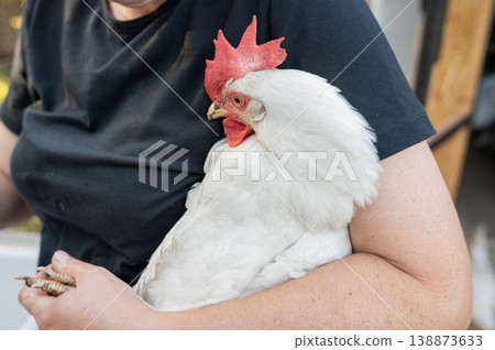 Female holding white chicken close-up in outdoor setting. International Respect for Chickens Month Female holding white chicken close-up in outdoor setting. International Respect for Chickens Month 138873633