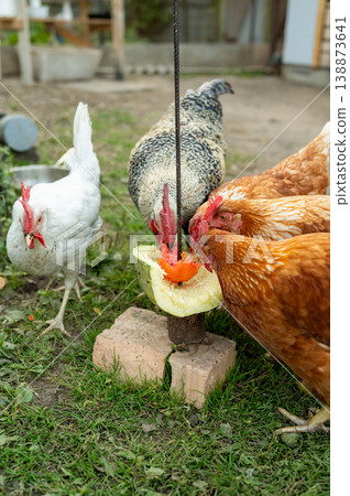 Chickens enjoying fresh fruits on a farm Chickens enjoying fresh fruits on a farm 138873641