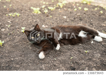 Black and white cat relaxing on freshly plowed garden soil. National Black Cat Day Black and white cat relaxing on freshly plowed garden soil. National Black Cat Day 138873643