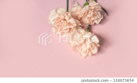 Soft pink carnations on pastel pink background: elegance and simplicity in bloom Soft pink carnations on pastel pink background: elegance and simplicity in bloom 138873654