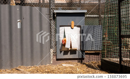 Hen peeking through nesting box flap in fenced coop outdoor yard 138873695