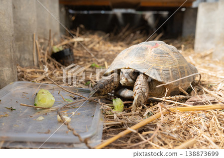 Tortoise feeding near food tray in outdoor enclosure 138873699