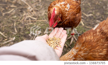 Hand offering chicken feed while hens gather in farmyard outdoors Hand offering chicken feed while hens gather in farmyard outdoors 138873705