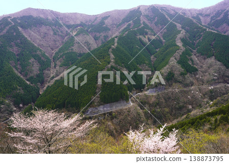 櫻花在上北山村的卵子谷盛開。 138873795