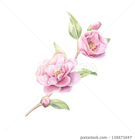 Camellia branch with flowers and buds watercolor illustration isolated on white. Delicate floral sprig in pastel colors. Camellia branch with flowers and buds watercolor illustration isolated on white. Delicate floral sprig in pastel colors. 138873847