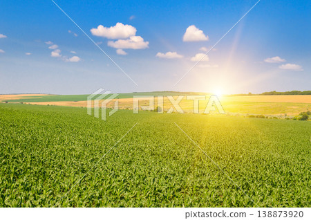 Agricultural Landscape of Young Maize Crops under Bright Sun 138873920