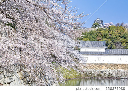 A view of cherry blossoms in full bloom along the inner moat of Hikone Castle in Hikone City, with the castle tower in the distance. A view of cherry blossoms in full bloom along the inner moat of Hikone Castle in Hikone City, with the castle tower in the distance. 138873988