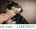 Pet healthcare concept with dog resisting treatment and medication. 138874025