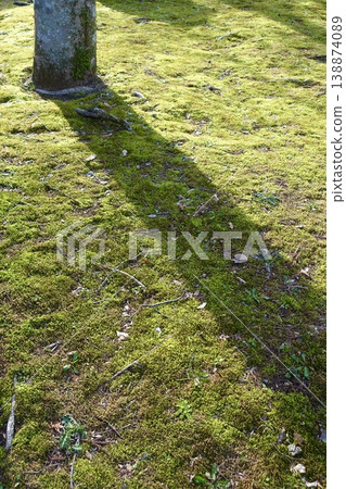 樹幹的影子投射在長滿青苔的地面上 樹幹的影子投射在長滿青苔的地面上 138874089