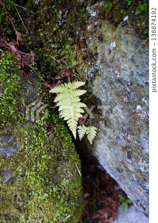 Fern leaves and moss growing on rocky areas 138874192