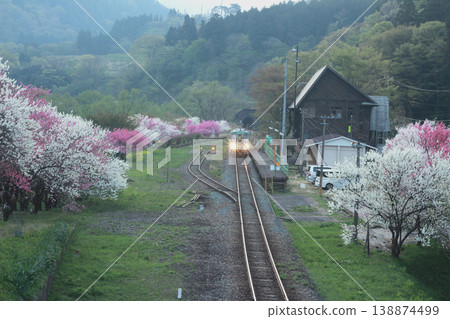 A diesel train on the Etsumi-Hokubu Line (Kuzuryu Line) arrives at Katsuhara Station, where the flowering peach trees are in full bloom. A diesel train on the Etsumi-Hokubu Line (Kuzuryu Line) arrives at Katsuhara Station, where the flowering peach trees are in full bloom. 138874499