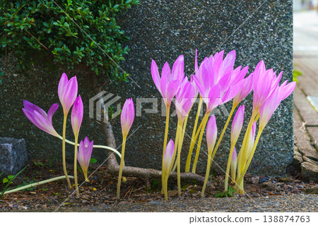 Sakata, Yamagata, Japan - Oct 5 2024, close up view of the blooming Colchicum growing along the wall of the house, at daytime, Sakata, Japan Sakata, Yamagata, Japan - Oct 5 2024, close up view of the blooming Colchicum growing along the wall of the house, at daytime, Sakata, Japan 138874763