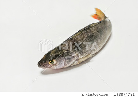 Single perch fish rests on a clean white surface Single perch fish rests on a clean white surface 138874781