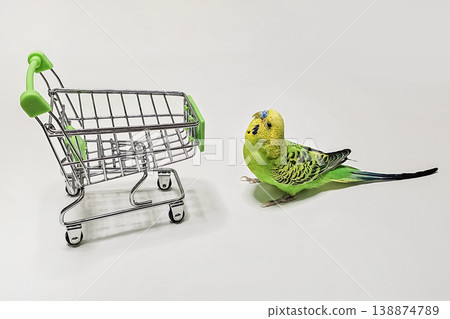 Bright parakeet stands beside miniature shopping cart Bright parakeet stands beside miniature shopping cart 138874789