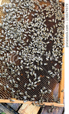 Many bees on a honeycomb frame inside a hive Many bees on a honeycomb frame inside a hive 138874979