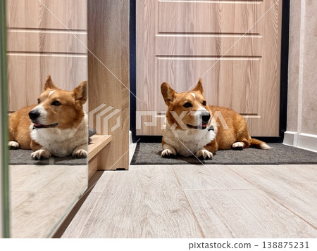 Sad red-colored Welsh corgi at home 138875231