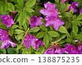 Deep pink azalea flowers with deeply lobed petals 138875235