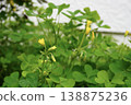 Wood sorrel flower buds and refreshing green leaves 138875236