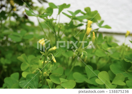 Wood sorrel flower buds and refreshing green leaves 138875236