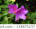 Two dark pink azalea flowers 138875237