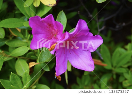 兩朵深粉紅色的杜鵑花 兩朵深粉紅色的杜鵑花 138875237