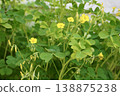 Wood sorrel flowers and refreshing yellow-green leaves 138875238