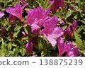 Close-up of a deep pink azalea flower 138875239