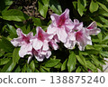 Light pink azaleas 138875240