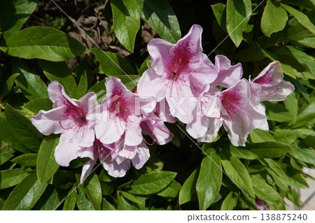 Light pink azaleas 138875240