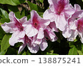 Close-up of pale pink azalea flowers 138875241