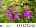 Deep pink azalea flowers with deeply lobed petals 138875242