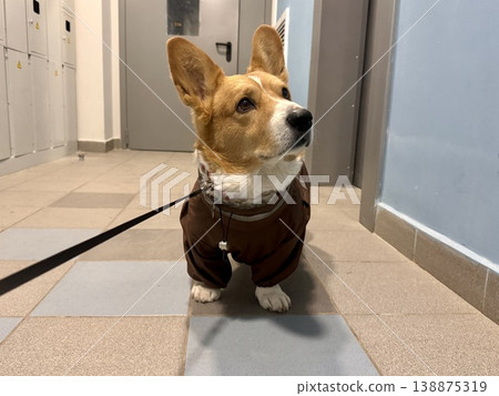 A happy red-haired Welsh corgi in a jumpsuit is going for a walk 138875319