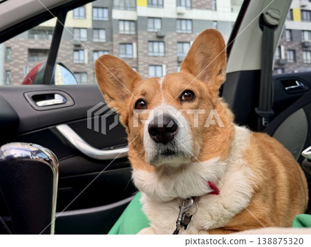 A beautiful red Welsh corgi in a passenger car 138875320