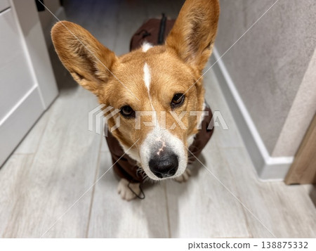 A happy beautiful red-haired Welsh corgi in a jumpsuit is going for a walk 138875332
