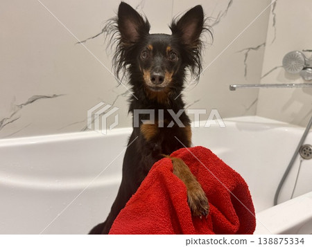 Ratlik, a happy young Prague rat trap are standing in the bathroom, after a walk, the owner washes the dog's paws. 138875334
